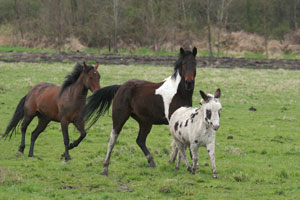 Equestrian Property