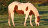 Equestrian Homes